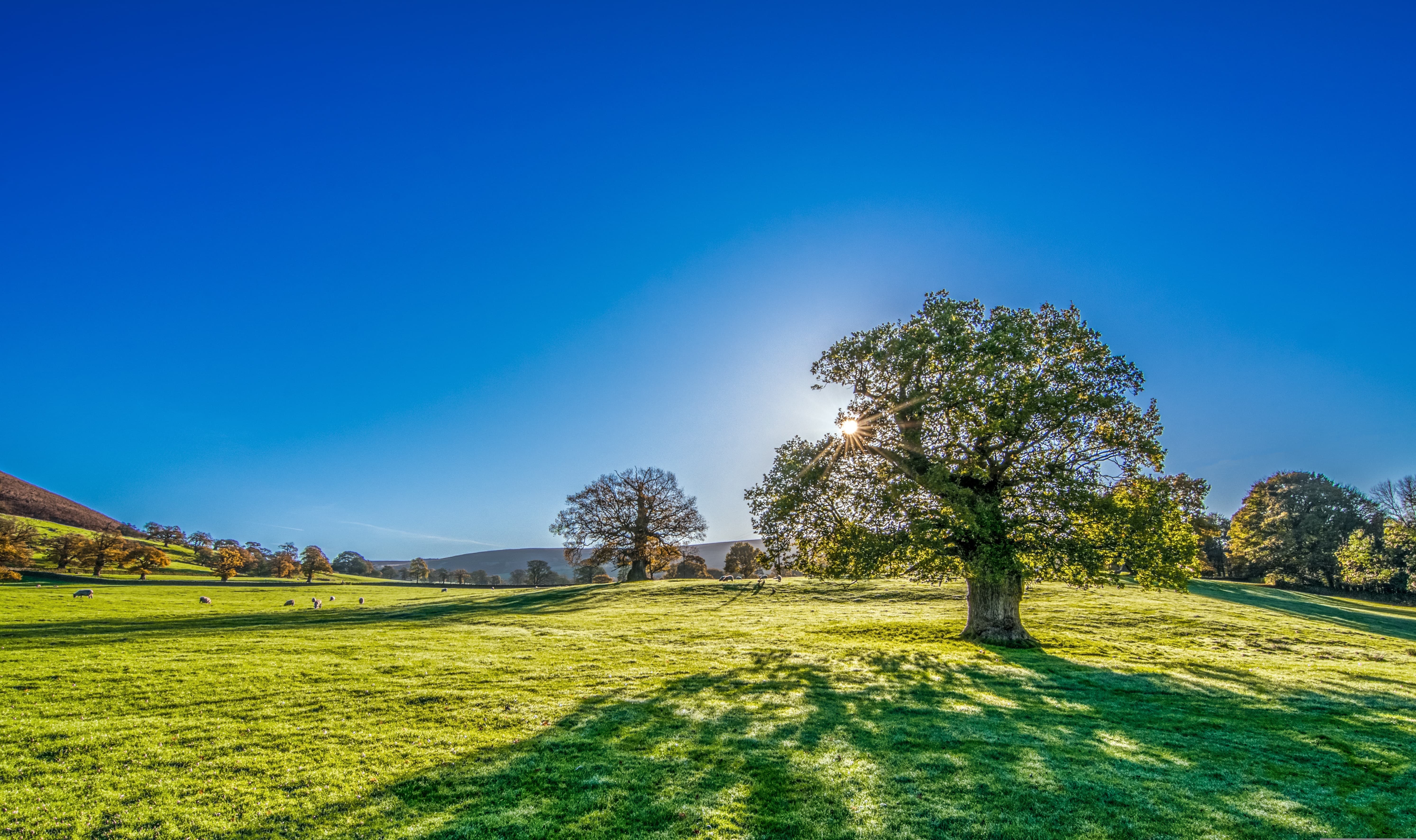 Tree in a sunny field.